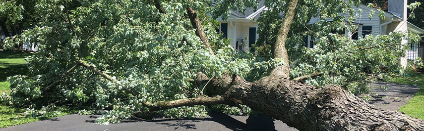 Emergency Tree Removal Services