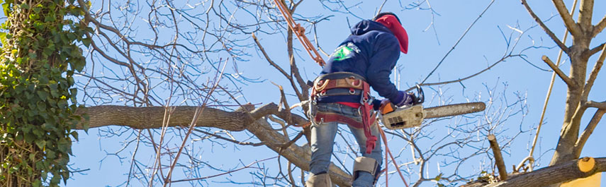 Tree Removal Services