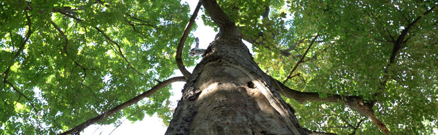 Tree Trimming Services